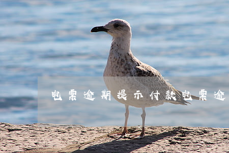 电票逾期提示付款(电票逾期提示付款已拒付)