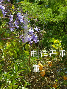 电诈严重还是洗钱严重(诈骗和洗钱哪个判刑重)