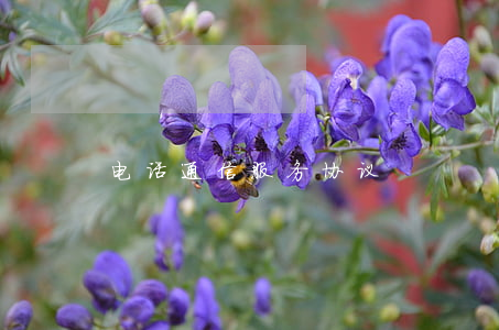 电话通信服务协议