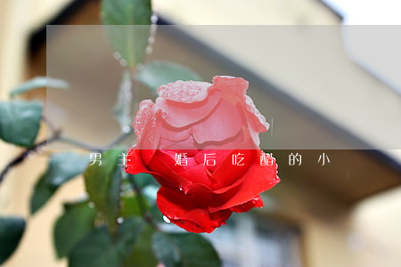 男主離婚后吃醋的小說