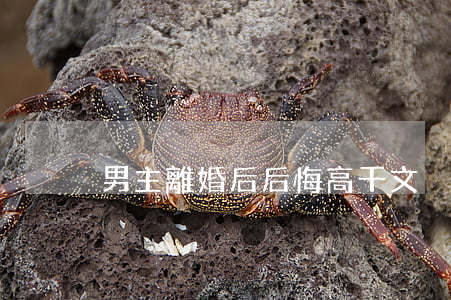 男主離婚后后悔高干文