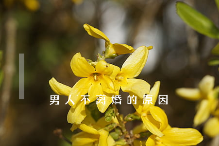 男人不离婚的原因