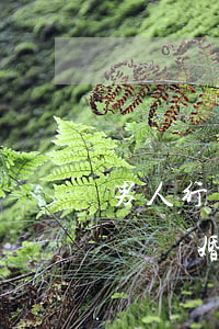 男人行傷官大運會離婚(男命走偏財大運一定會離婚嗎)