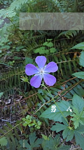 男人離婚痣