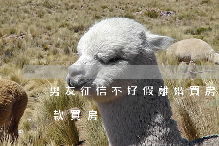 男友征信不好假離婚買房(征信不好假離婚貸款買房)