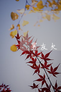 男友欠了5万信用卡(男友欠了几万块信用卡)