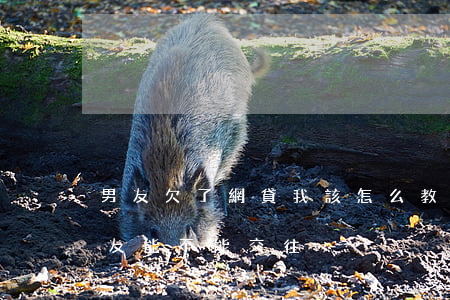 男友欠了網貸我該怎么教育他(欠網貸的男朋友能不能交往)