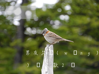 男友欠網(wǎng)貸兩萬(網(wǎng)貸欠款2萬)