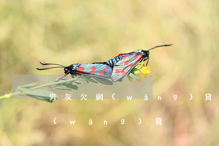 男友欠網(wǎng)貸十幾萬(男朋友欠網(wǎng)貸)