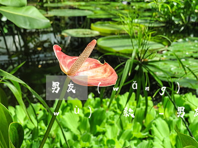 男友網(wǎng)貸逾期女朋友有義務(wù)還款嗎-男友網(wǎng)貸逾期女朋友有義務(wù)還款嗎知乎