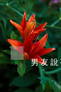男友說花唄逾期代表什么