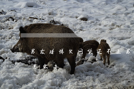 男友赌博欠网贷还不上(男朋友欠网贷还不上怎么办)