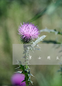 男女朋友协议书(男女朋友协议书)