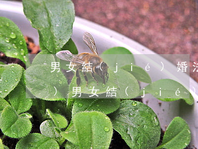 男女結(jié)婚法定年齡(中國(guó)男女結(jié)婚法定年齡)