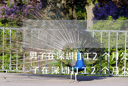 男子在深圳打工2个月欠银行999亿-男子在深圳打工2个月欠银行999亿元