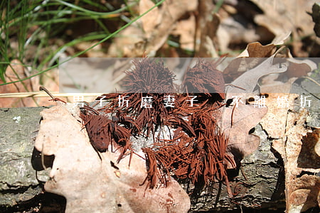 男子折磨妻子卻不離婚(折磨老婆卻不離婚)