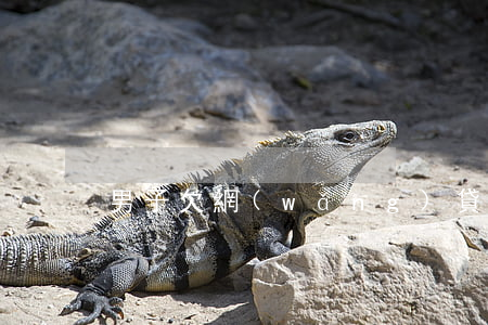 男子欠網(wǎng)貸不敢回家
