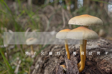 男子欠銀行千萬貸款 男子欠銀行千萬貸款