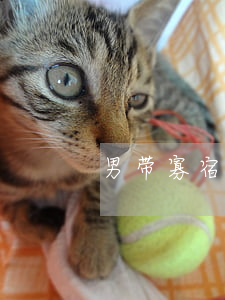 男带寡宿一定离婚