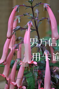 男方信用卡逾期未還會影響女方嗎-男方信用卡逾期未還會影響女方嗎知乎