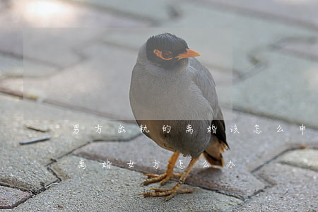 男方出轨的离婚该怎么申请(男方婚内出轨要离婚,女方怎么办)