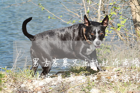 男方家暴又出轨起诉离婚能成功吗(老公出轨还家暴离婚能要赔偿吗)