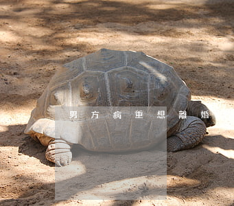 男方病重想離婚怎么辦
