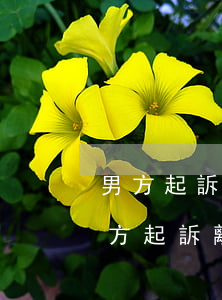 男方起訴離婚女方怎么應(yīng)對(男方起訴離婚女方怎么應(yīng)對)