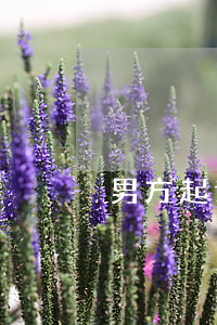男方起诉离婚要车女方怎么办