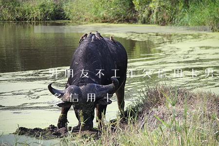 男朋友不工作欠信用卡(男朋友沒有工作,欠很多信用卡)