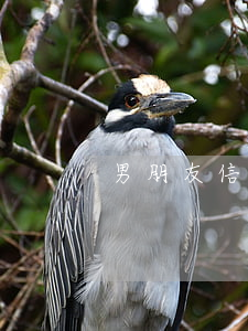 男朋友信用卡欠4萬(男朋友信用卡欠了五萬)