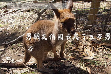 男朋友信用卡欠了五万（男朋友信用卡欠了5万）