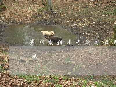 男朋友信用卡逾期后果(有处理信用卡逾期的吗)