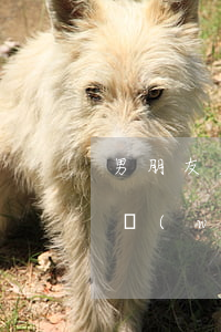 男朋友欠了3萬網(wǎng)貸(欠了3萬網(wǎng)貸怎么辦)
