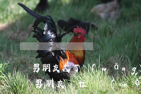 男朋友欠了網(wǎng)貸家里不肯幫還(男朋友幫忙還網(wǎng)貸)