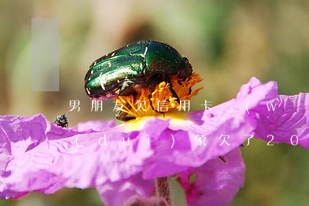男朋友欠信用卡網(wǎng)貸20萬(對(duì)象欠了20萬信用卡)