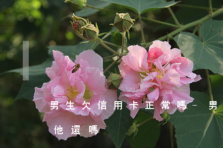 男生欠信用卡正常嗎-男友欠信用卡需要幫他還嗎