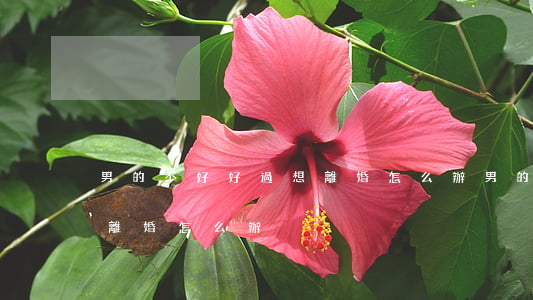 男的不好好過想離婚怎么辦(男的不好好過想離婚怎么辦)