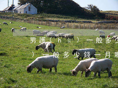 男護(hù)一般多少錢一月啊(男護(hù)一般多少錢一月啊)