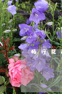 畅行花逾期发短信说起诉(畅行花诉讼)