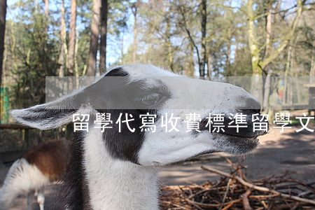 留學代寫收費標準(留學文書代寫多少錢)