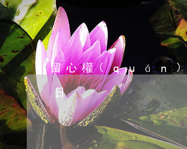 留心權(quán)證的最后交易日和到期日