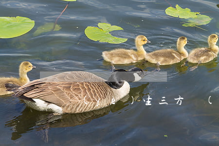 畢業(yè)生三方協(xié)議