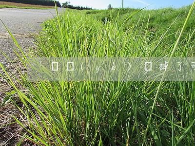 畢業(yè)證掉了可以補(bǔ)辦嗎