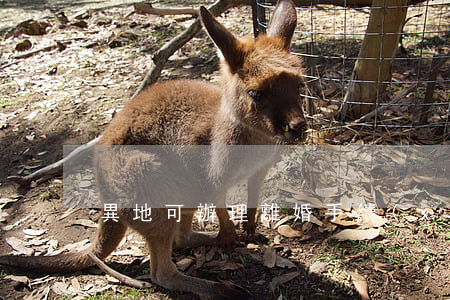 異地可辦理離婚手續(xù)嗎