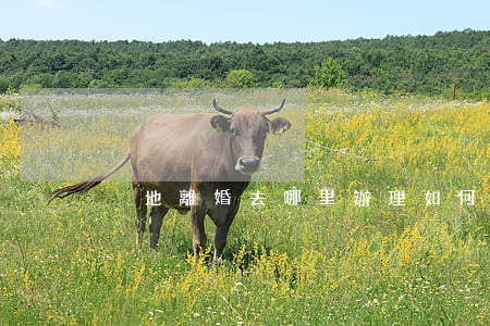 異地離婚去哪里辦理(如何異地辦理離婚)