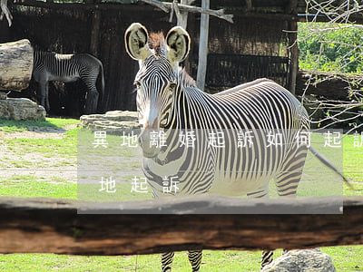 異地離婚起訴如何起訴(起訴離婚是否可以異地起訴)