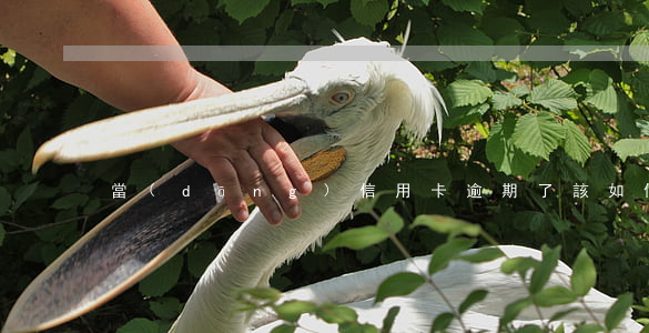 當(dāng)信用卡逾期了該如何處理