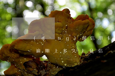 當(dāng)前信用卡逾期后多久上征信-逾期上多久上征信