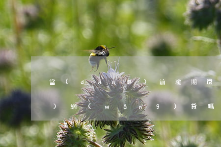 當(dāng)前逾期還能申請(qǐng)網(wǎng)貸嗎(網(wǎng)貸逾期還能不能貸)